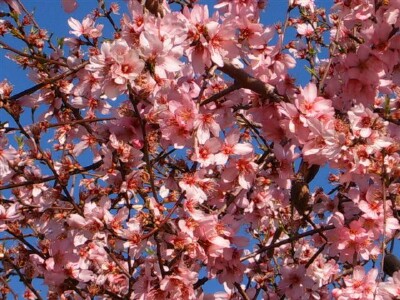 roze amandelboom..